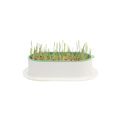ZODIAC Soilless Wheatgrass Cat Grass Growing Kit - Green