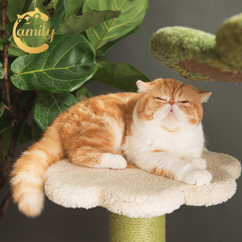 Camily Flower Ladder Climbing Cat Tree