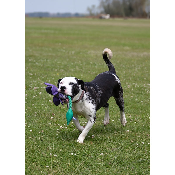 Rosewood Dog Toy BATTERSEA FLOWER TUG TOY