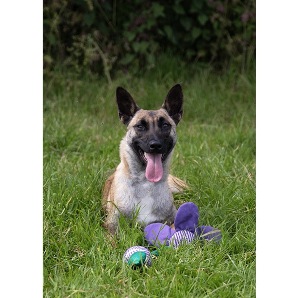 Rosewood Dog Toy BATTERSEA FLOWER TUG TOY