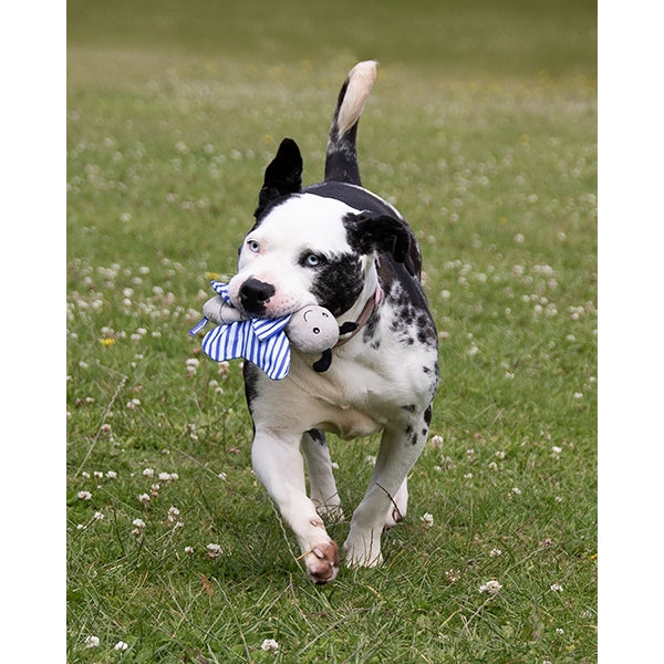 Rosewood Dog Toy Battersea Crinkle Butterfly