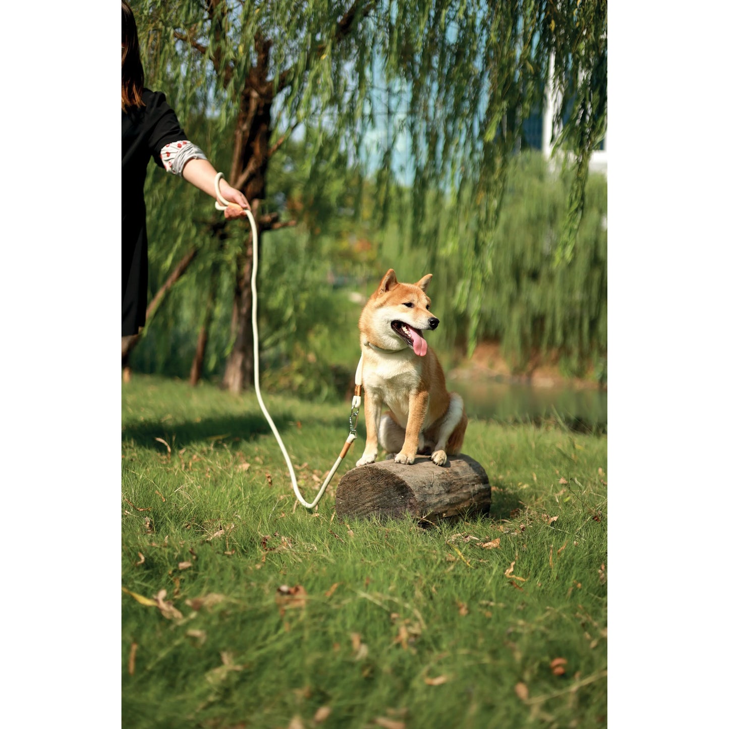 M-Pets ECO Dog Leash & Collar 2 in 1 Medium Size