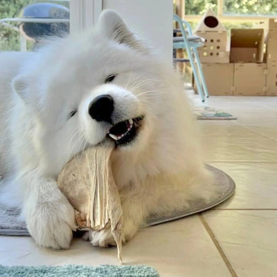 Freezy Paws - Freeze-Dried Pig Ear Jumbo Size 3PK