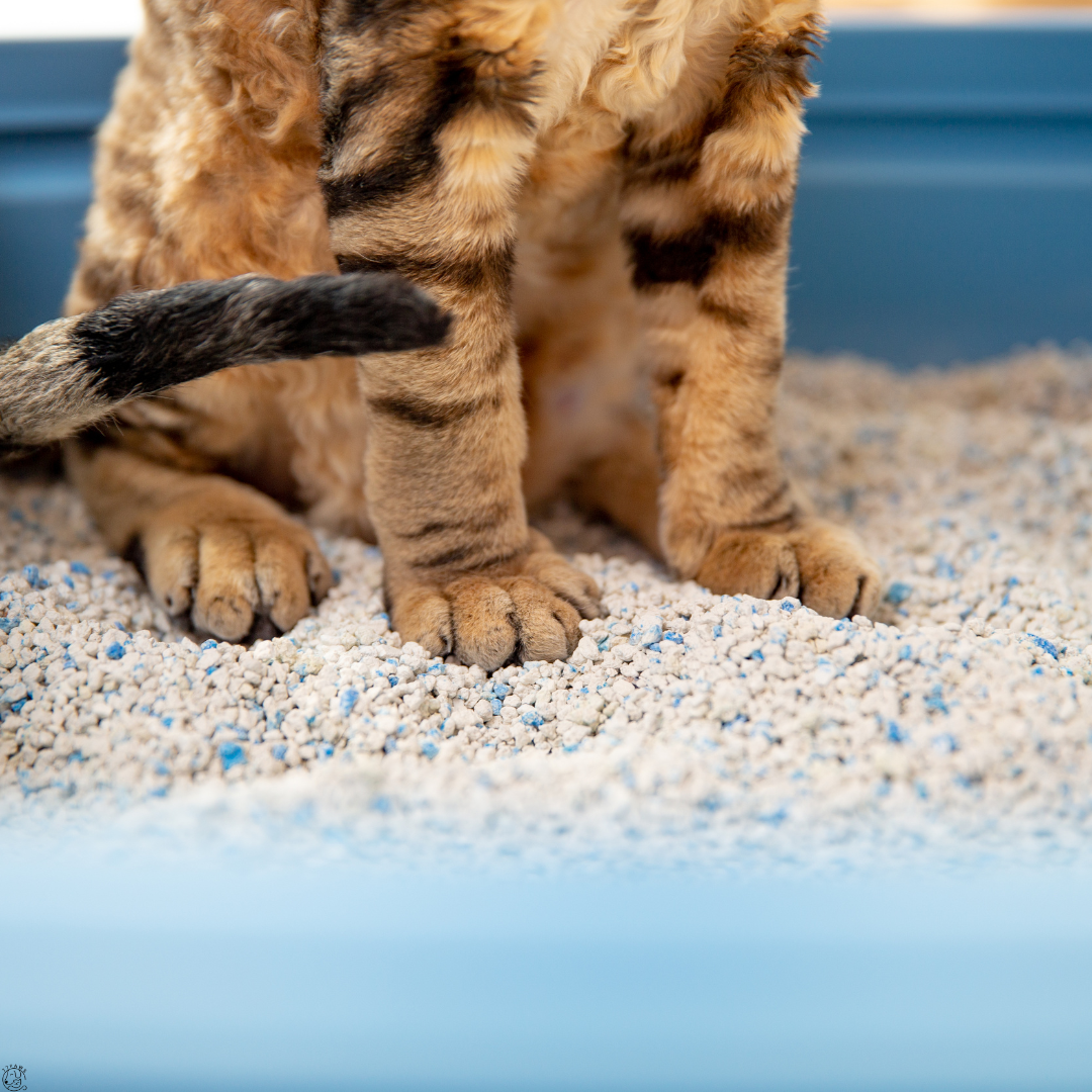 77PAWS pet food variety promotional image