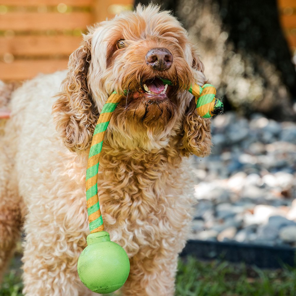 GURU Dog Toy Single Squeaking Rope Medium