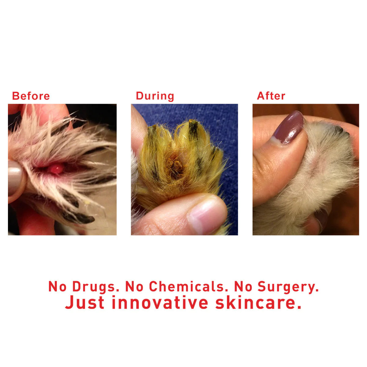 AUGUSTINE APPROVED SuperHeal For Dogs & Cats