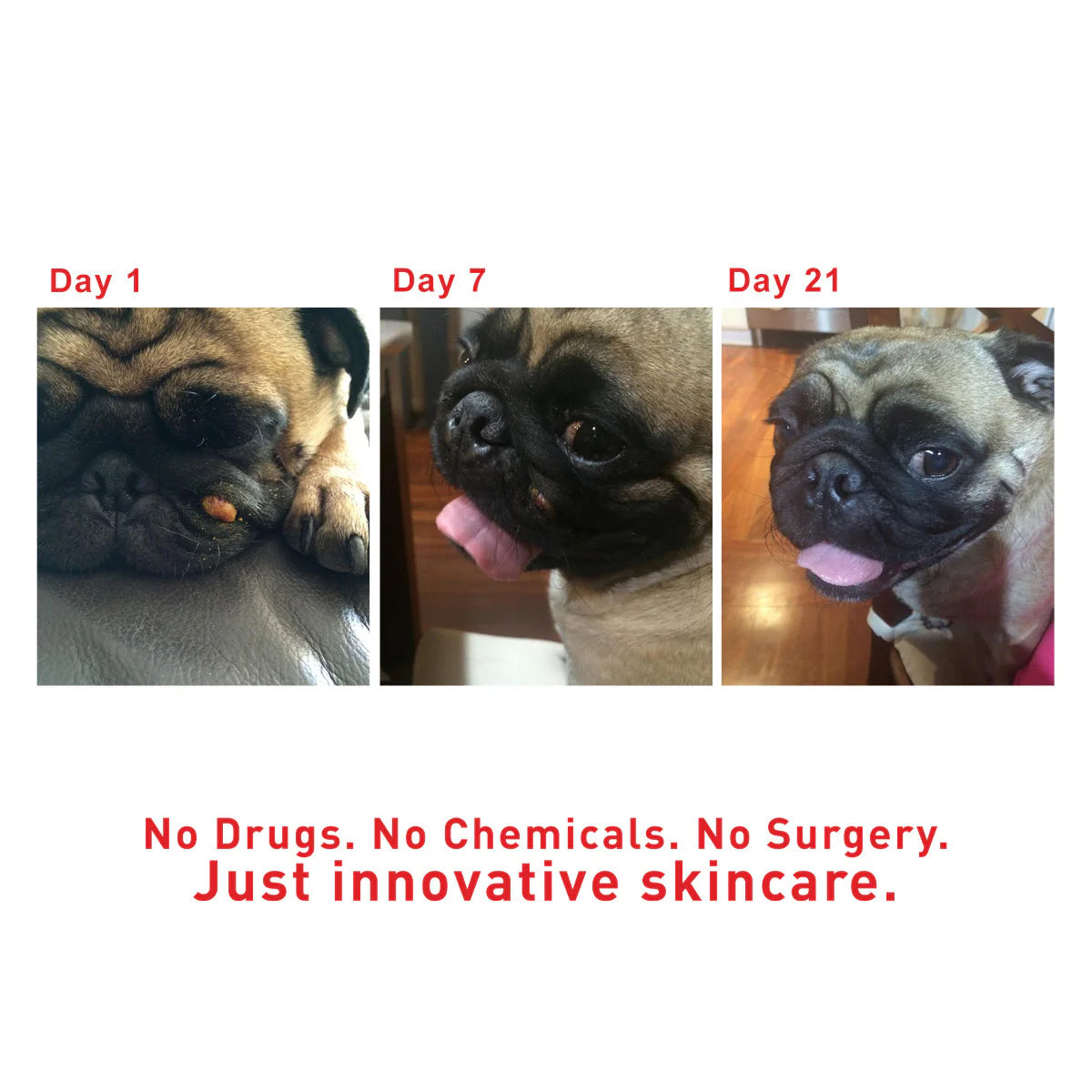 AUGUSTINE APPROVED SuperHeal For Dogs & Cats