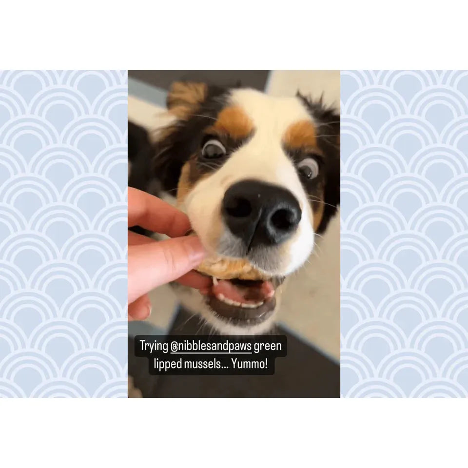 Nibbles & Paws Freeze Dried Green Lipped Mussels 50g