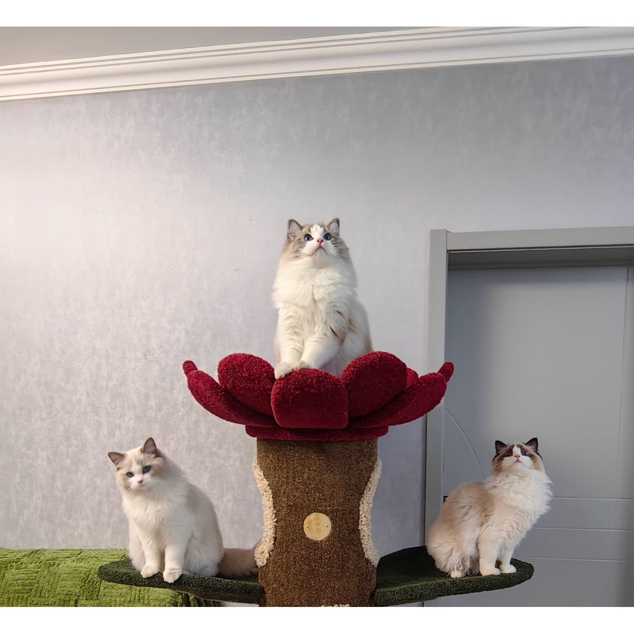 Camily Small "Sunflower" Cat Climbing Cat Tree