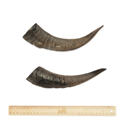 Bark & Beyond Dog Treats Goat Horn Medium