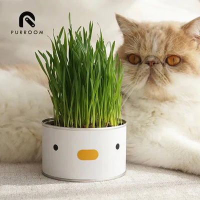 PURROOM Cat/Kitten Hairball Remedy Treat Cat Grass - Chick