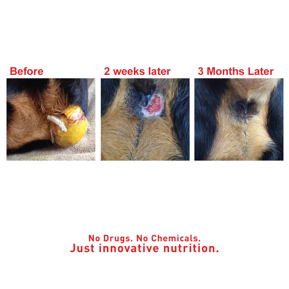 AUGUSTINE APPROVED SuperHeal For Dogs & Cats