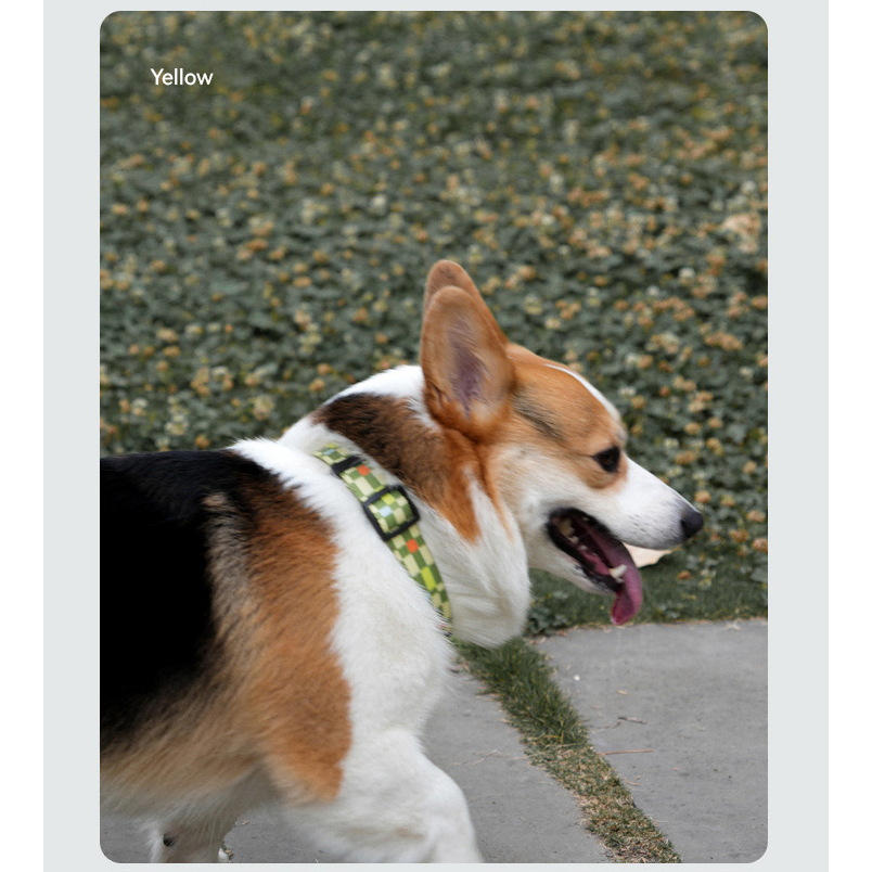 VITALWAVE Pollocksaic Dog Leash