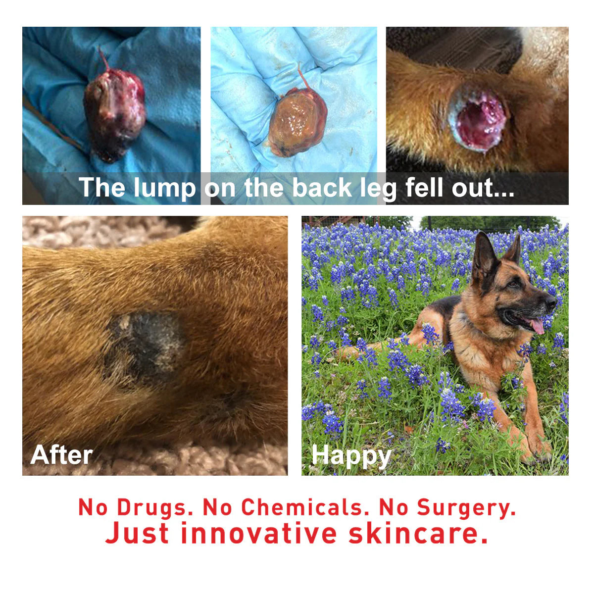 AUGUSTINE APPROVED SuperHeal For Dogs & Cats