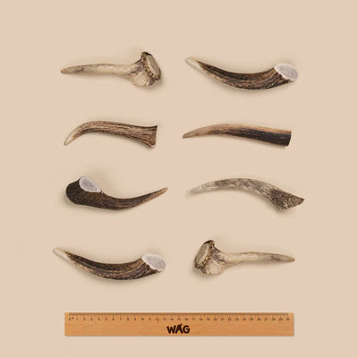 WAG Dog Treats Whole Deer Antler Small 1pc