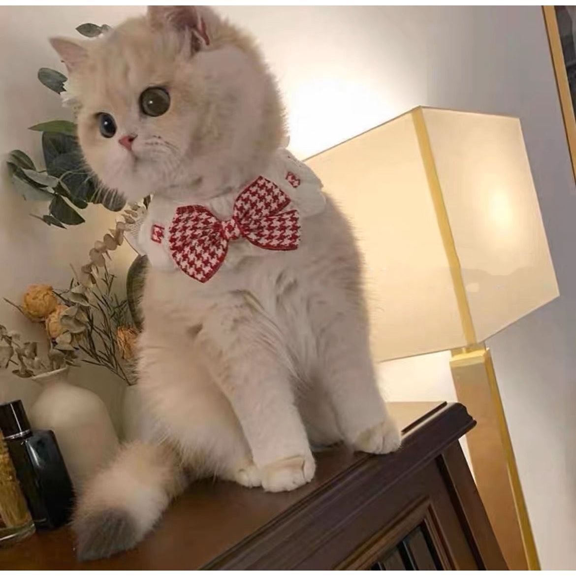 Cute Colorful Cat Bib
