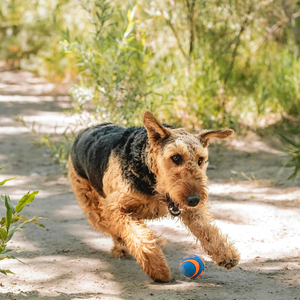 Chuckit! Dog Toy Ultra Squeaker Balls Medium 2 Pack