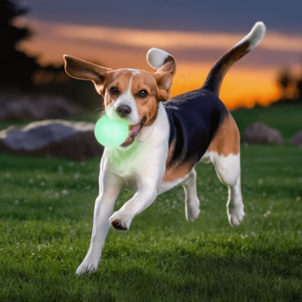 Chuckit! Dog Toy Max Glow Ball Large