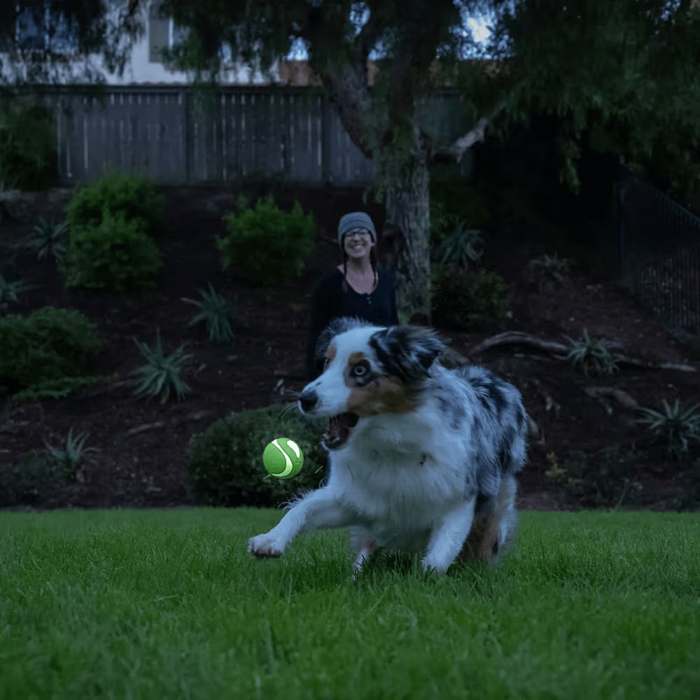 Chuckit! Dog Toy Max Glow Ultra Squeaker Ball Medium