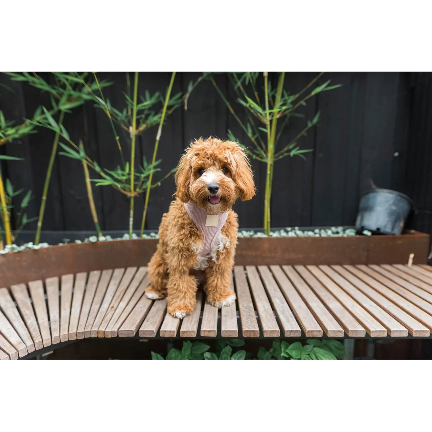FuzzYard Life Corduroy Dog Harness - Soft Blush