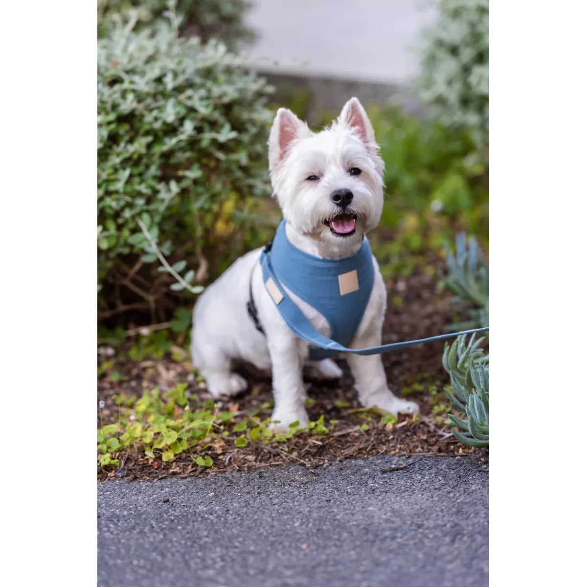 FuzzYard Life Dog Harness - French Blue