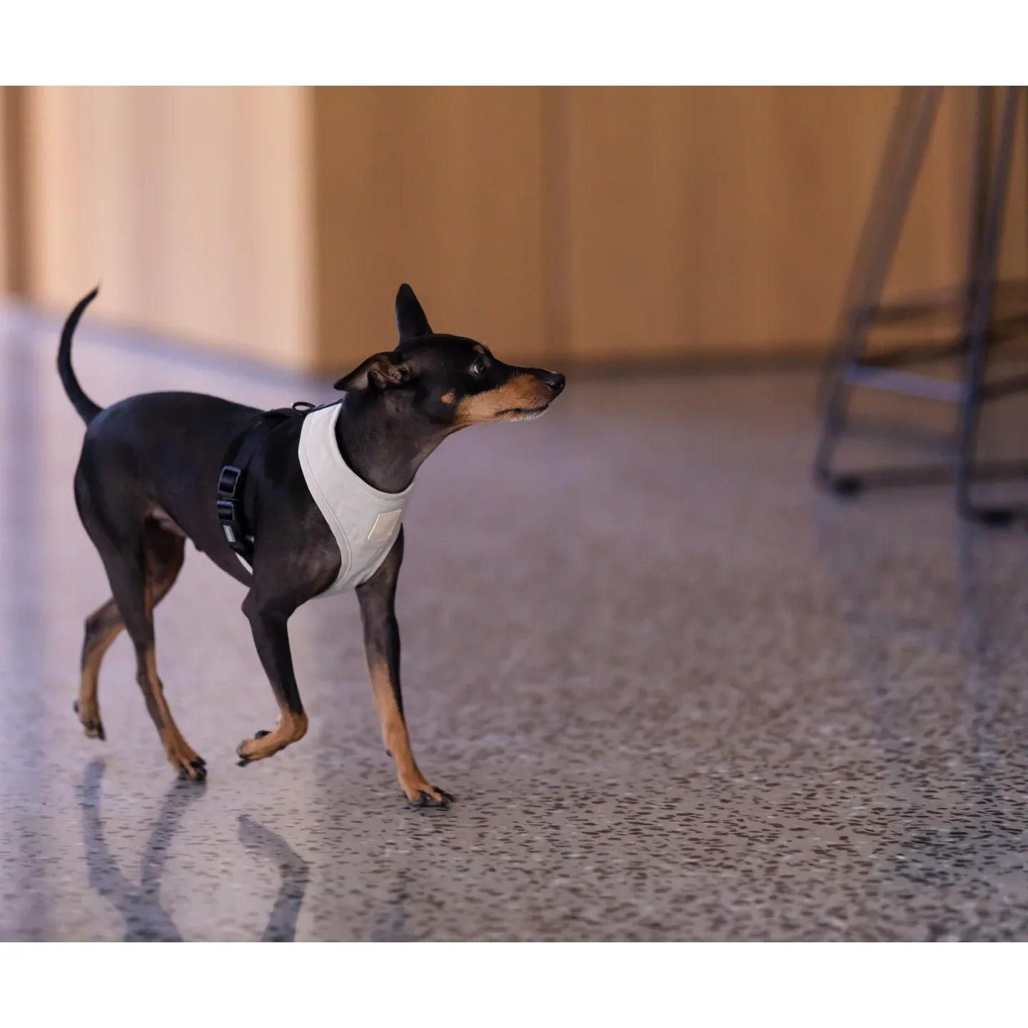 FuzzYard Life Dog Harness - Sandstone