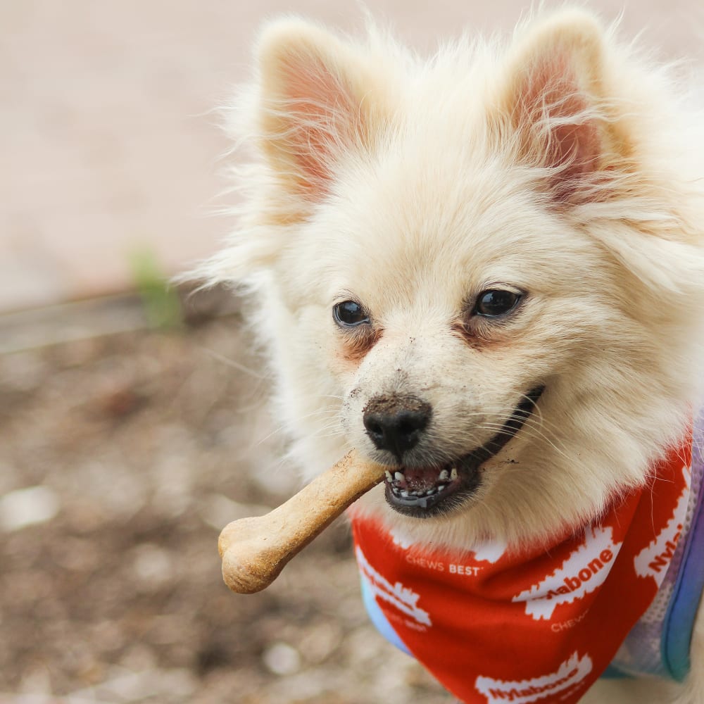 Nylabone Healthy Edibles All-Natural Long Lasting Chew Treats Beef Flavour