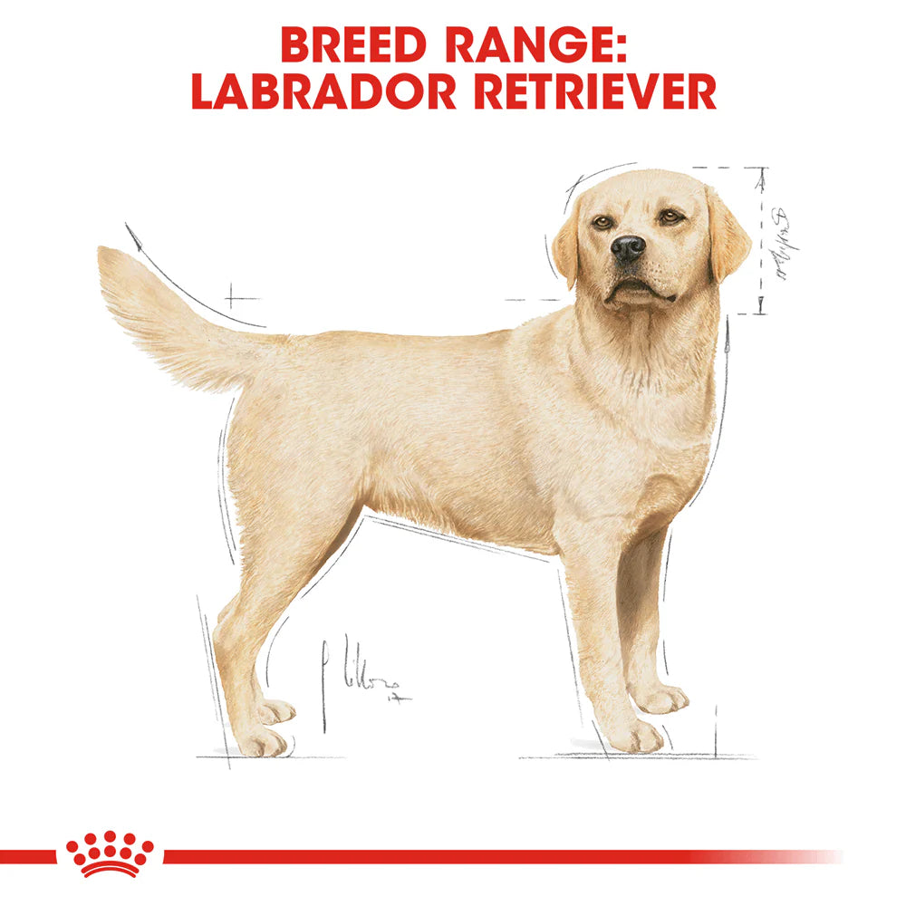 ROYAL CANIN Labrador Retriever Adult Dog Dry Food