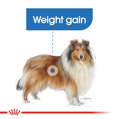 ROYAL CANIN Adult Dry Dog Food Maxi Light Weight Care