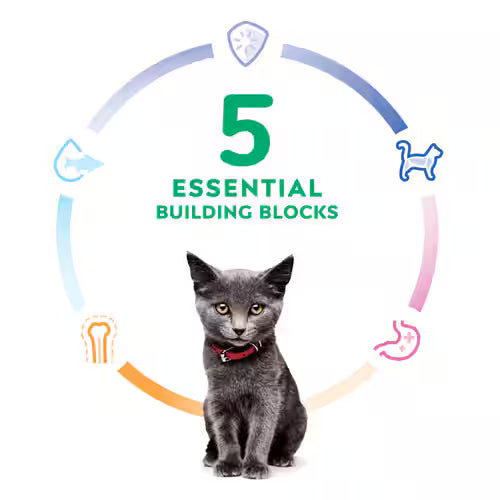 Hill's Science Diet Kitten Cat Food Chicken Recipe