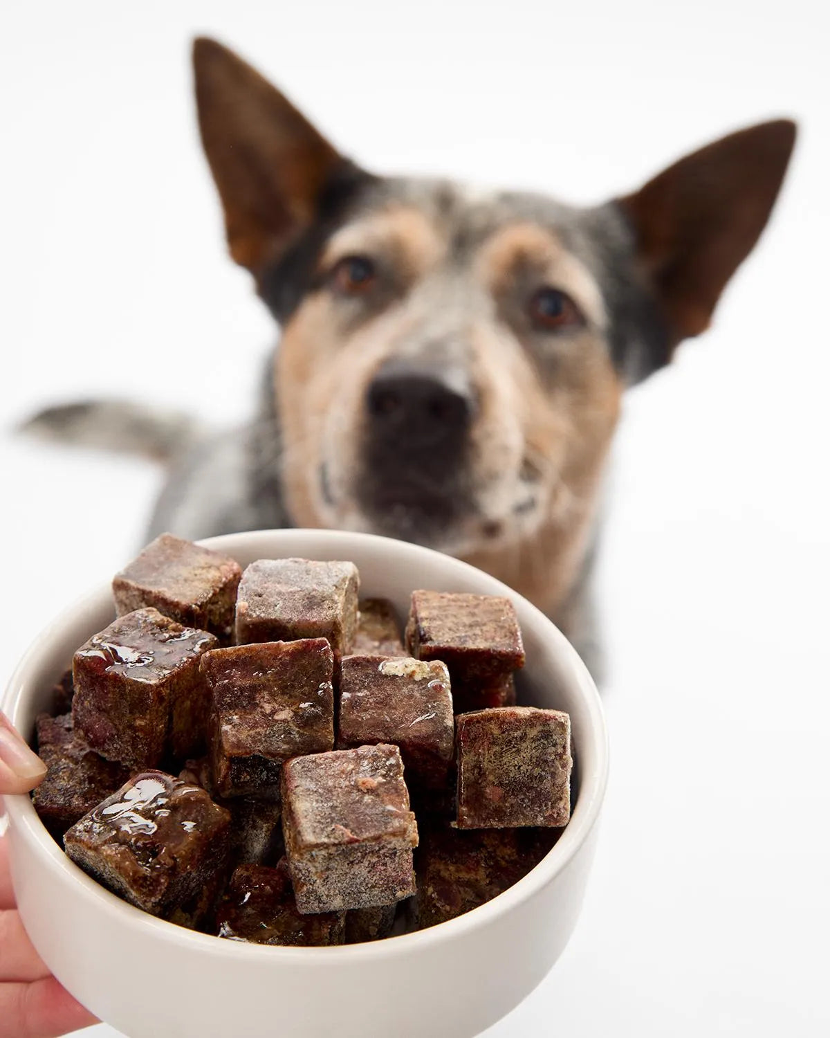 Fresha Frozen Kangaroo Organ Blend Cubes For Dogs & Cats 500g