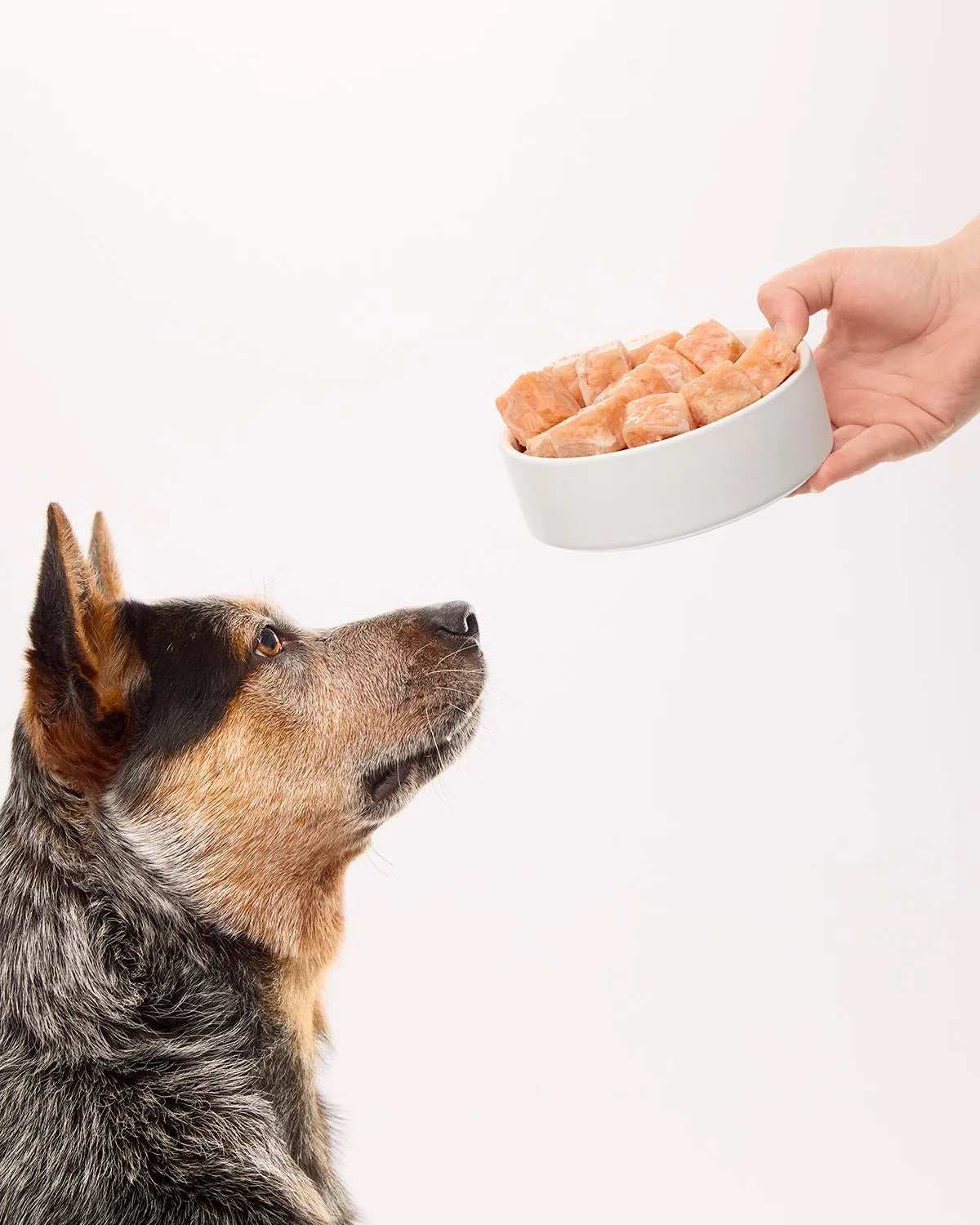 Fresha Frozen Salmon Belly Mince Cubes For Dogs & Cats 500g