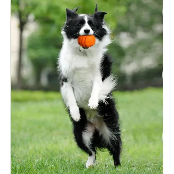 PETOPIA Ultra Tough Dog Toy Zesty Orange