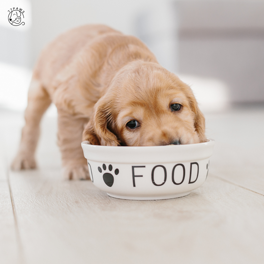 How Much Dry Dog Food Should I Feed My Dog Per Day?