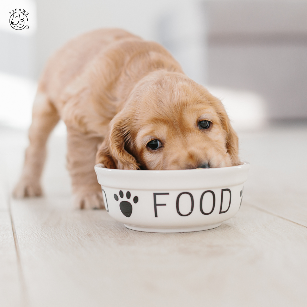 How Much Dry Dog Food Should I Feed My Dog Per Day?