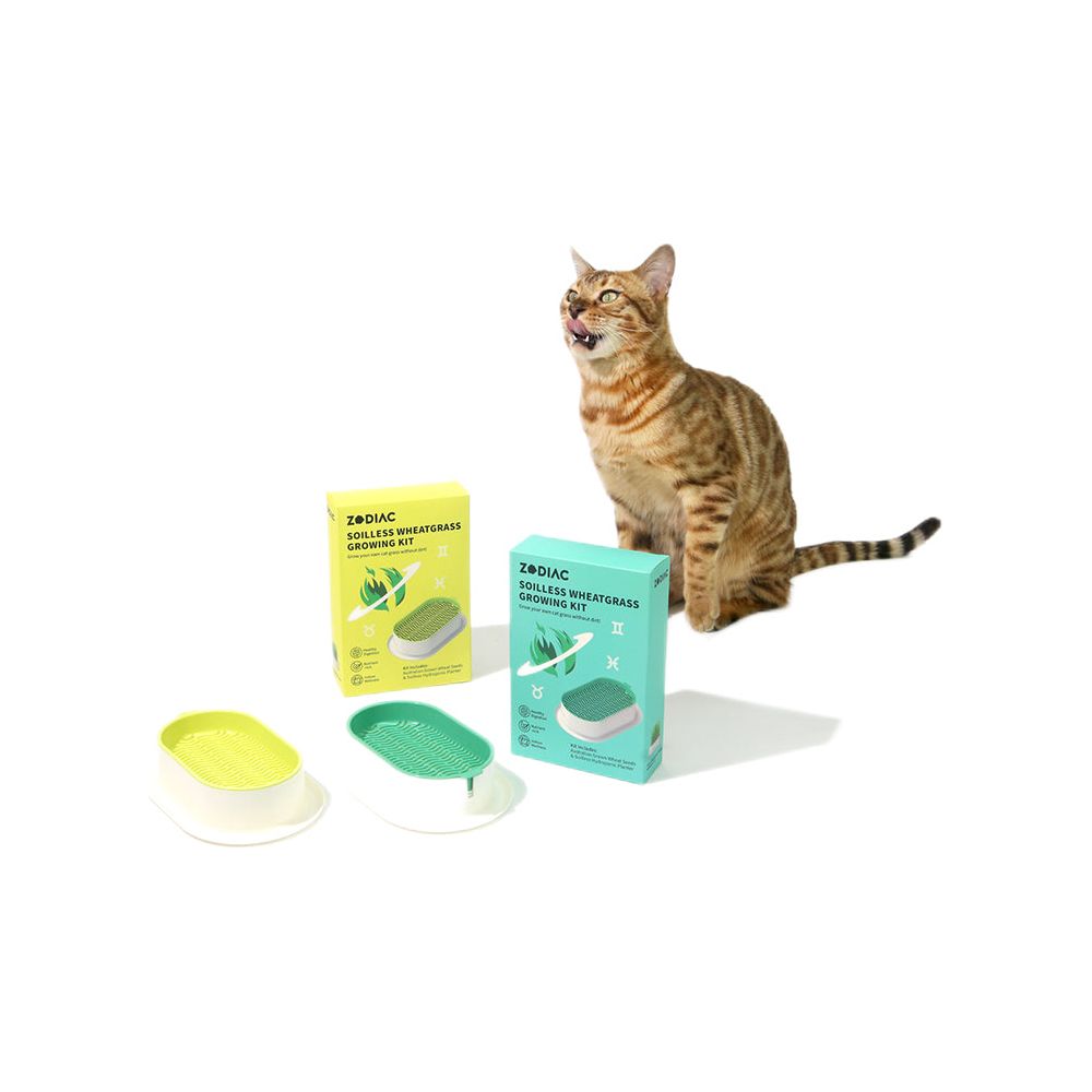 ZODIAC Soilless Wheatgrass Cat Grass Growing Kit - Green