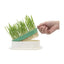 ZODIAC Soilless Wheatgrass Cat Grass Growing Kit - Green