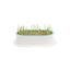 ZODIAC Soilless Wheatgrass Cat Grass Growing Kit – Yellow