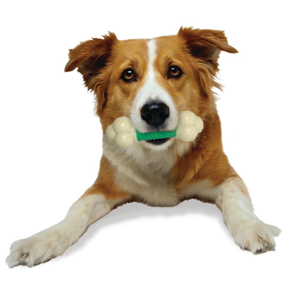 Nylabone Dog Chew Toy Double Action Bone