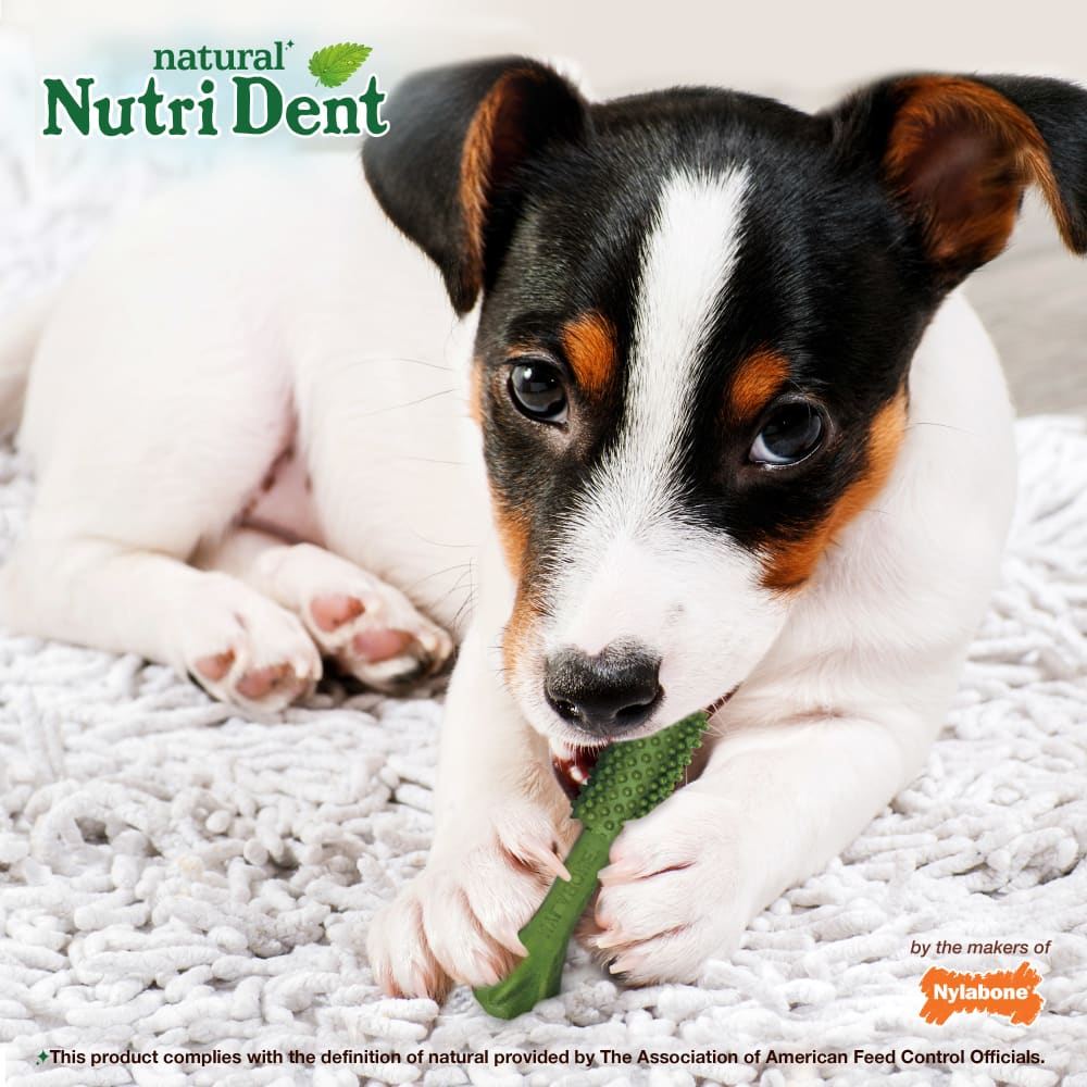 Nylabone Nutri Dent SIMPLE Fresh Breath Flavored Dental Chews Medium 8 Pack
