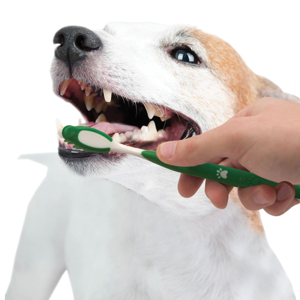 Nylabone Advanced Oral Care Natural Dog Dental Kit