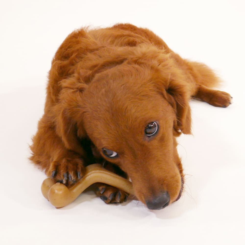 Nylabone Dog Chew Toy Strong Chew Gourmet Style Wishbone - Chicken