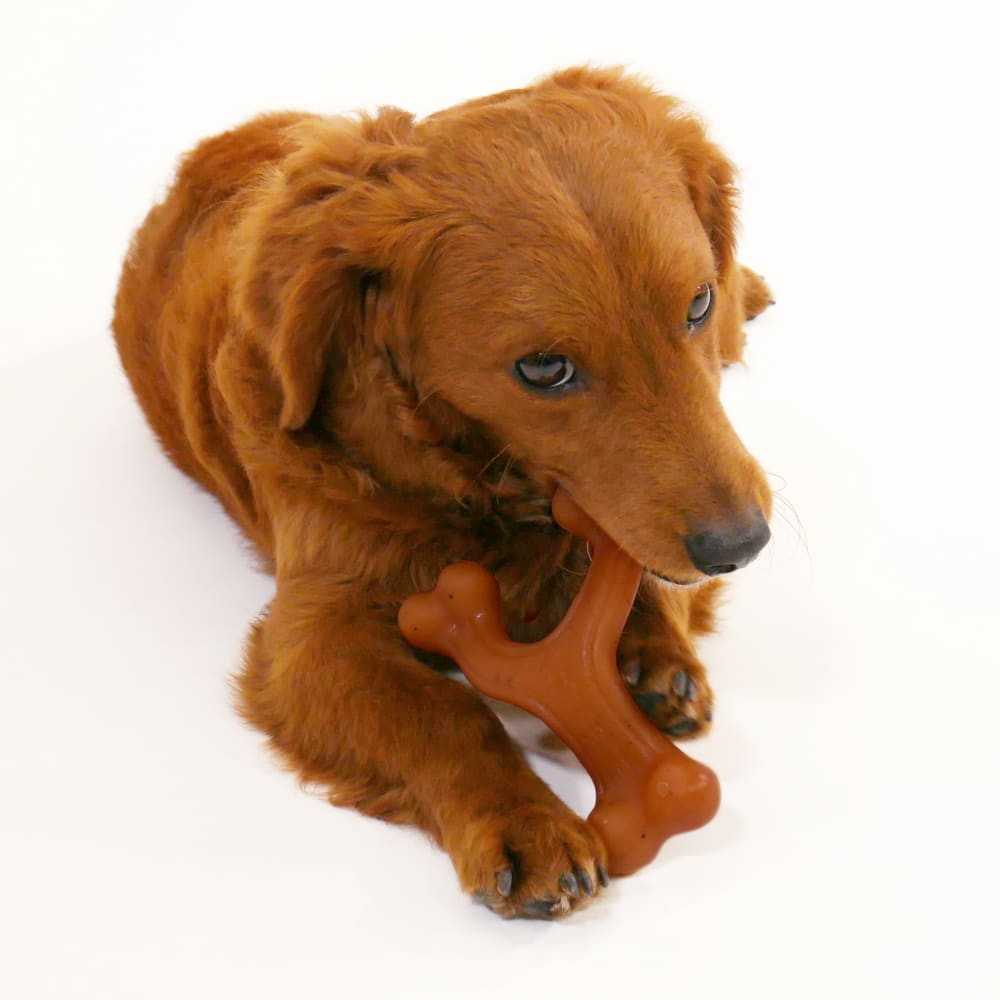 Nylabone Dog Chew Toy Strong Chew Gourmet Style Wishbone - Bacon