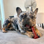 Nylabone Dog Chew Toy Power Chew Basted Blast Chew Textured Bone