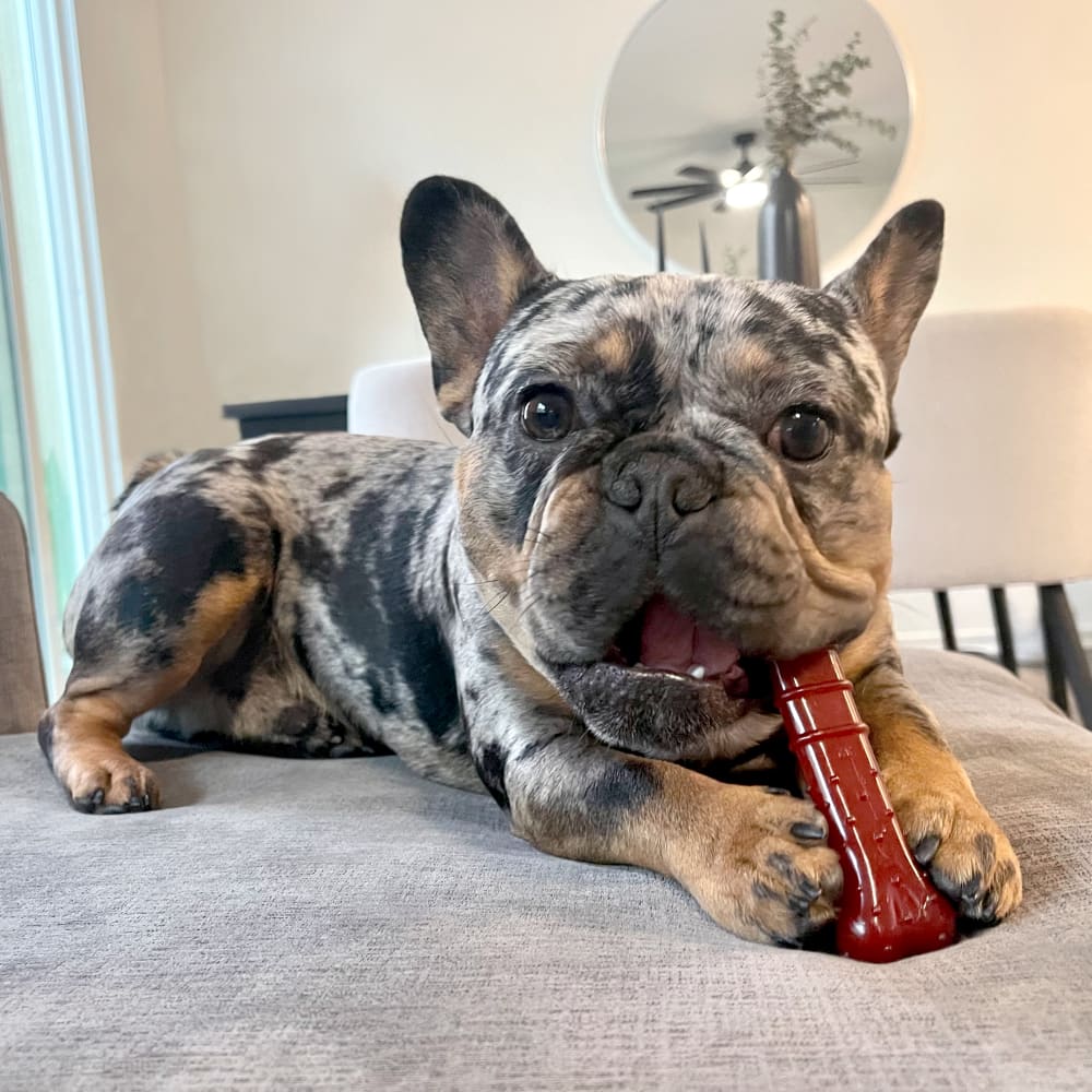 Nylabone Dog Chew Toy Power Chew Basted Blast Chew Textured Bone