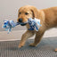 KONG Dog Toy Puppy Rope Stick Assorted Color Medium
