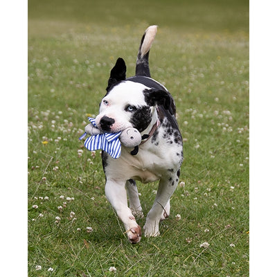 Rosewood Dog Toy Battersea Crinkle Butterfly