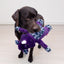 KONG Dog Toy Jungle Jamz Rhino
