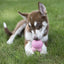 KONG Dog Treat Easy Treat Puppy 226g