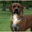 DGS Comet LED Safety Collar For Dogs